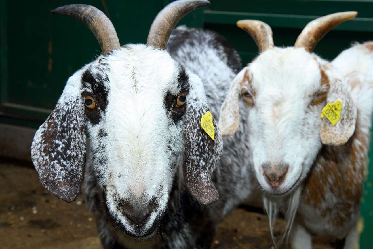 Kinderboerderij De Werf