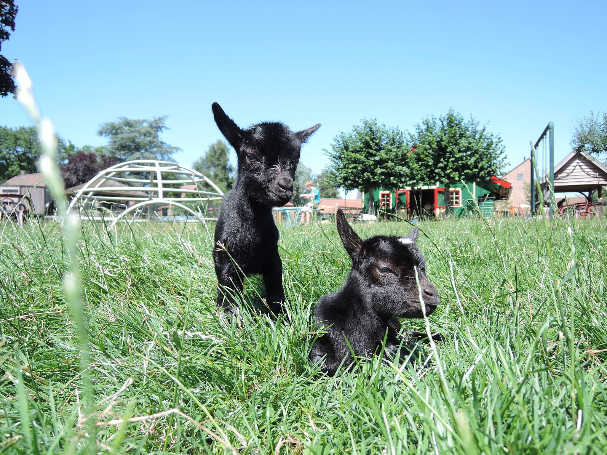 Kinderboerderij de Glind