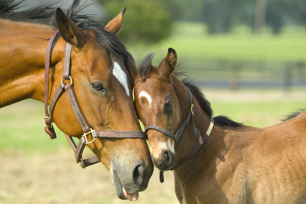 Manege De Vier Hoeven